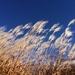1020grasses by diane5812