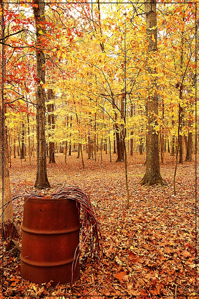 Rusty Autumn by olivetreeann
