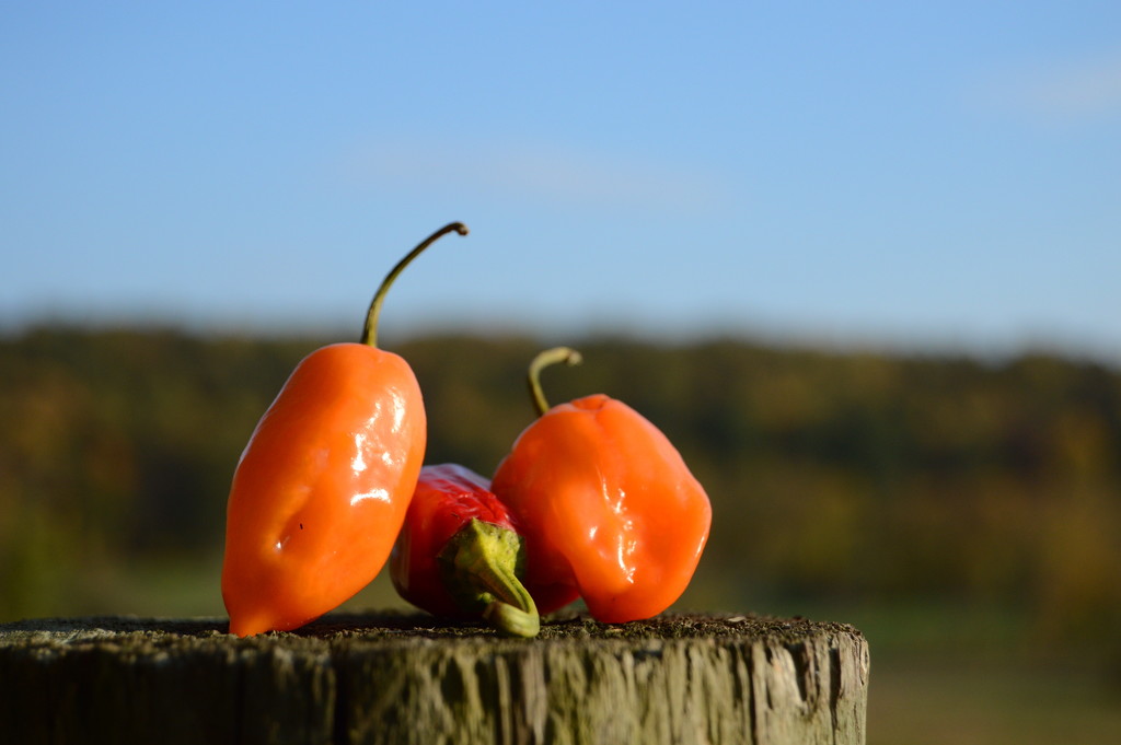 Peppers on a post by francoise