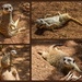 Meerkats by gosia