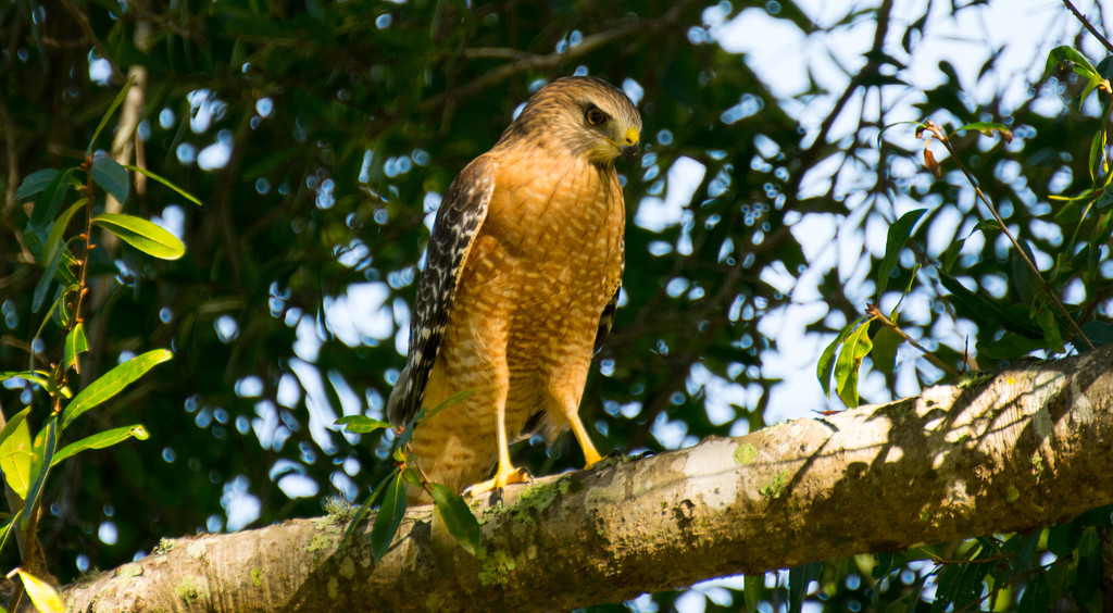 Red Shouldered Hawk Again! by rickster549