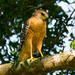 Red Shouldered Hawk Again! by rickster549