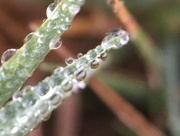 19th Oct 2016 - Dew drops in the morning