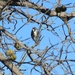 Downy Woodpecker by bjchipman
