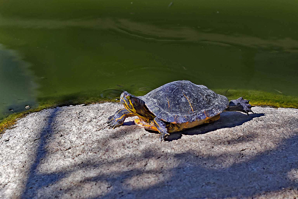 Turtle Siesta by jaybutterfield