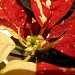 Christmas flower by miranda