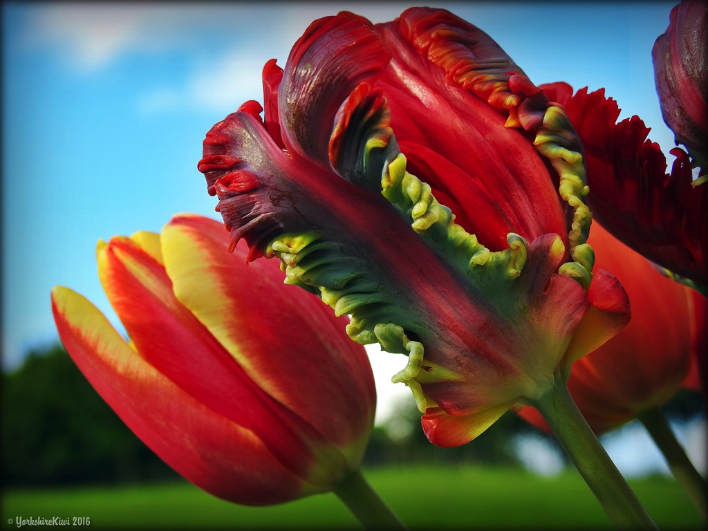 Spring Tulips by yorkshirekiwi