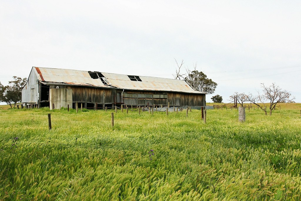 The old shearing shed by leggzy