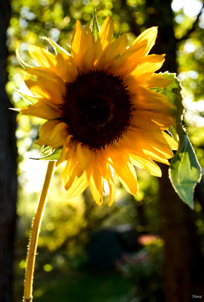 Sunshine flower by novab