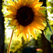 Sunshine flower by novab