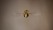 21st Oct 2016 - Hover fly head-on 