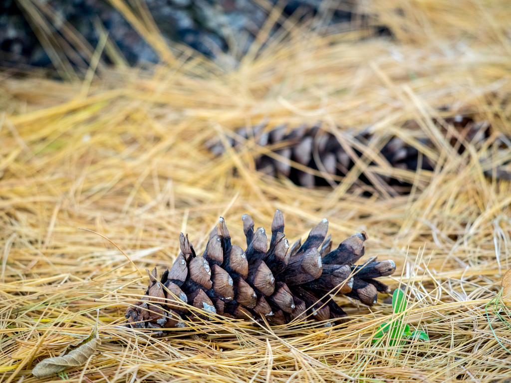 Pine Cone by rminer
