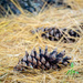 Pine Cone by rminer