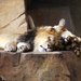 Tired Lions by randy23