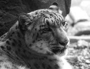 21st Oct 2016 - Snow Leopard