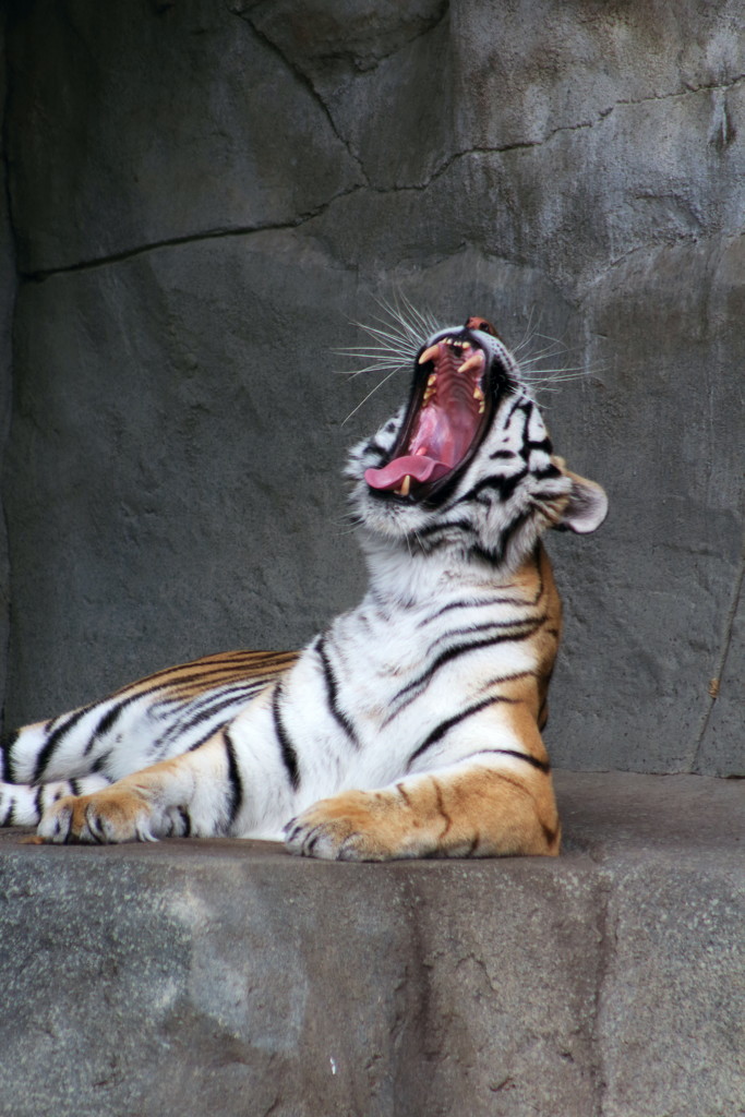 Tiger Yawn by randy23