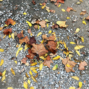 21st Oct 2016 - Fallen Leaves On A Gravel Road