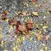 Fallen Leaves On A Gravel Road by yogiw
