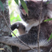 gimme shelter by koalagardens