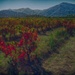 Autumn vineyard by laroque