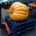 giant pumpkin by ianmetcalfe