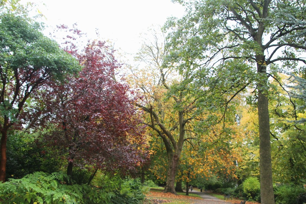 Autumn In The Arboretum by oldjosh