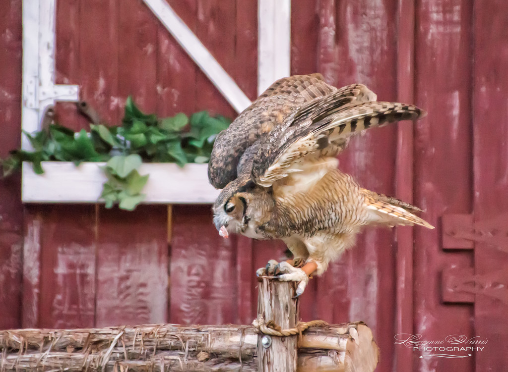 Barn Owl by lynne5477