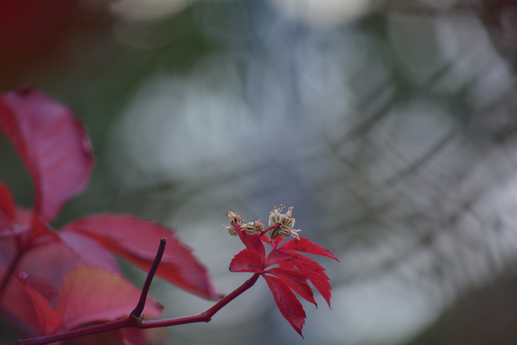 Red leaves by ziggy77