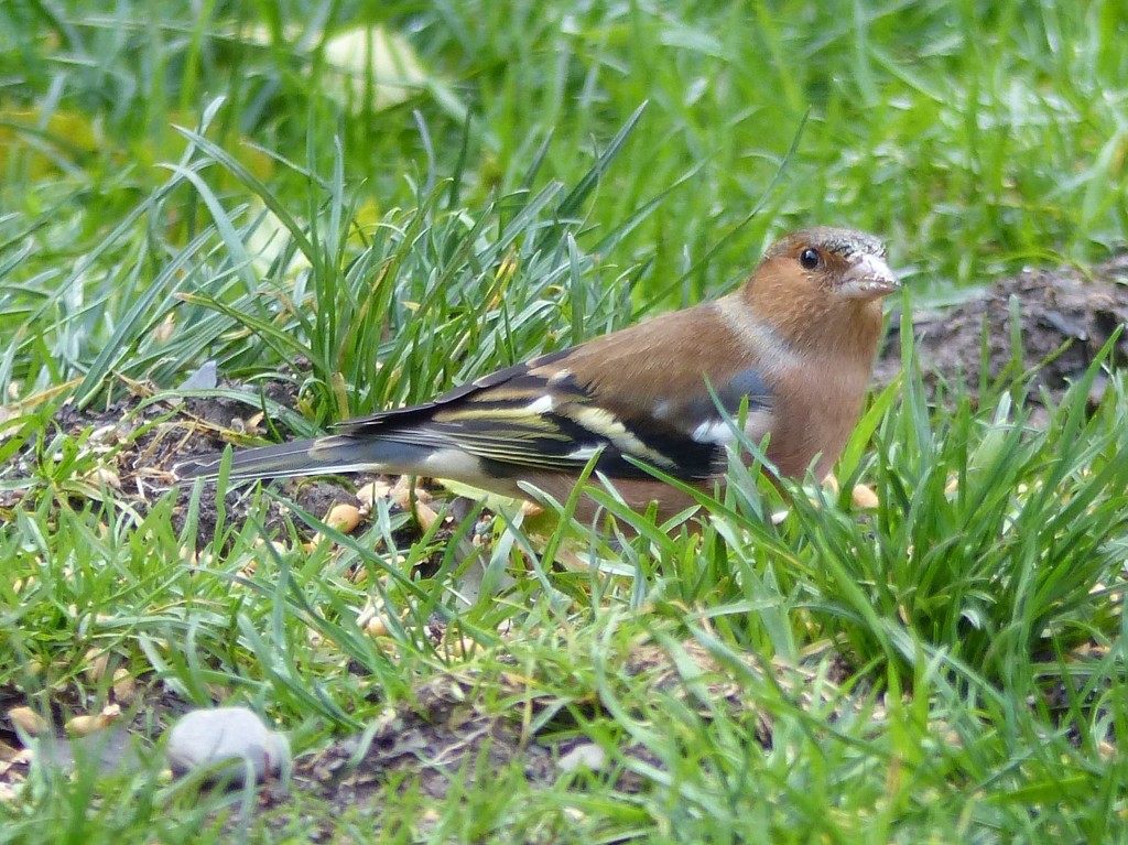  Chaffinch in the Grass  by susiemc