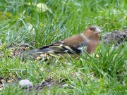 16th Oct 2016 -  Chaffinch in the Grass 