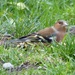  Chaffinch in the Grass  by susiemc