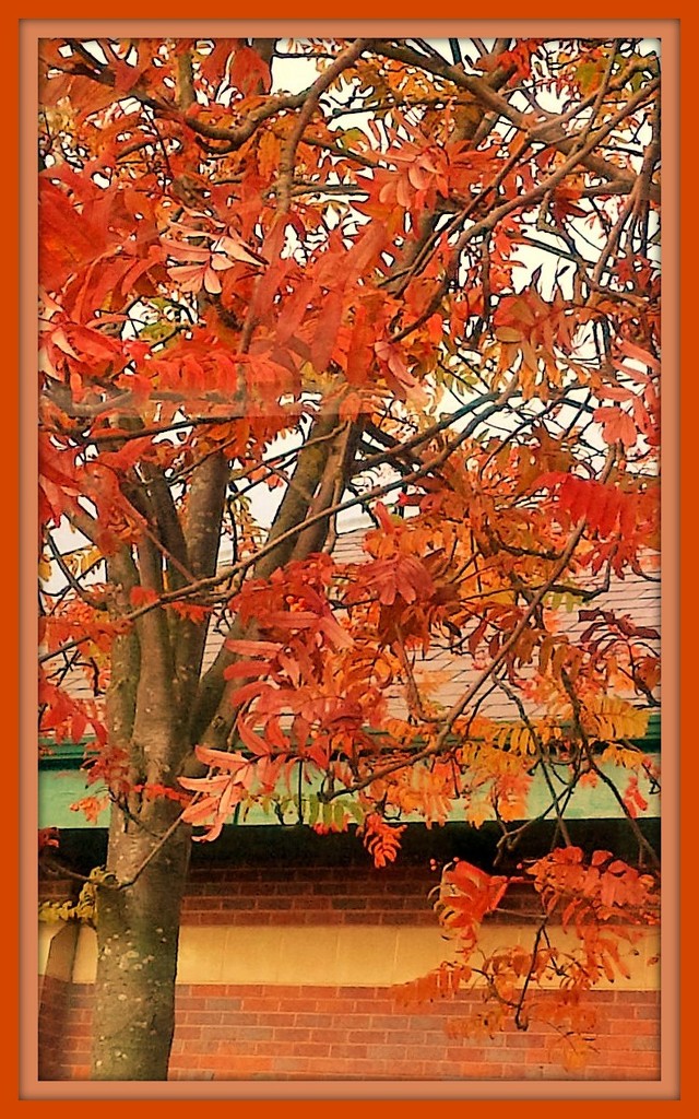 Autumn Glory  by beryl