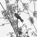 A birdie in the tree by bruni