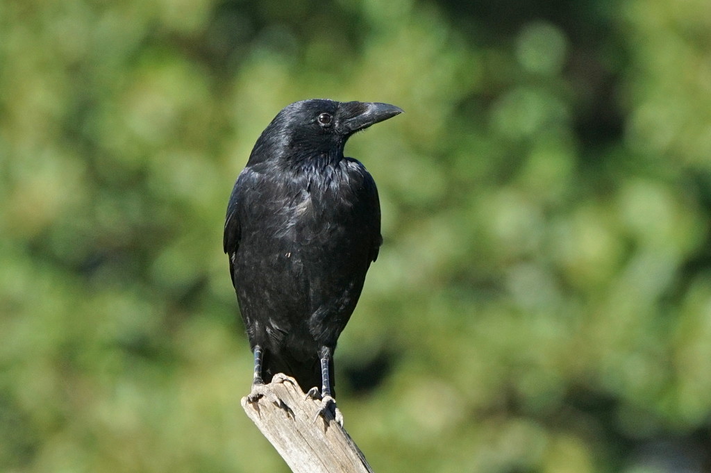 CARRION CROW by markp