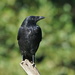 CARRION CROW by markp
