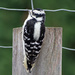 Downy Woodpecker by gaylewood