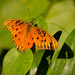 Battered Gulf Fritillary Butterfly! by rickster549