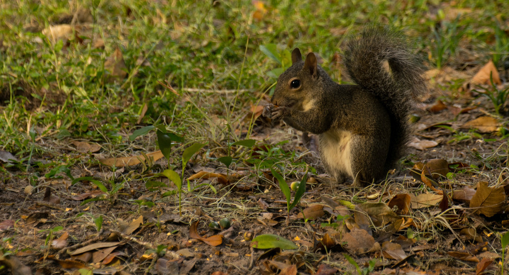 Ground Squirrel! by rickster549