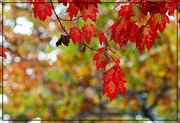 21st Oct 2016 - The Red Leaves of Autumn