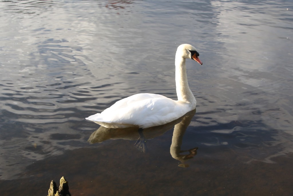 Swan - Mill Lakes by oldjosh