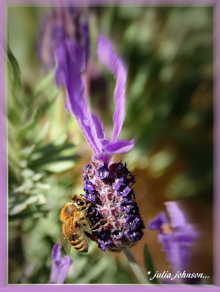 Lavender and Bee's... signs of Summer... by julzmaioro