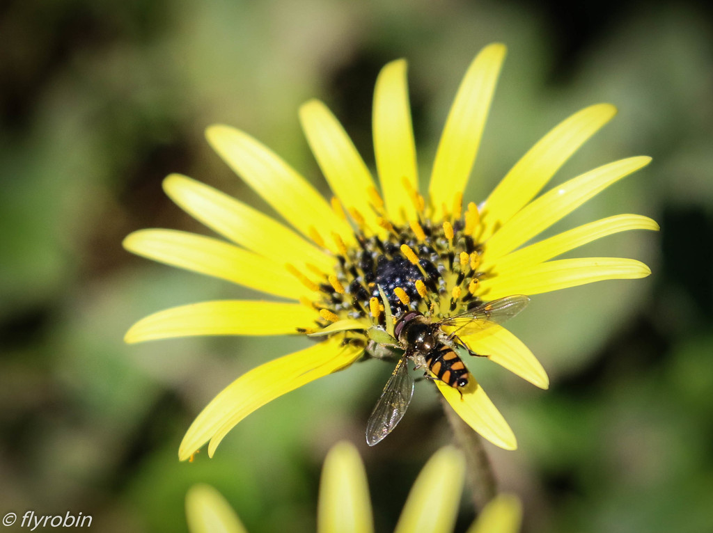 Hoverfly yellow by flyrobin
