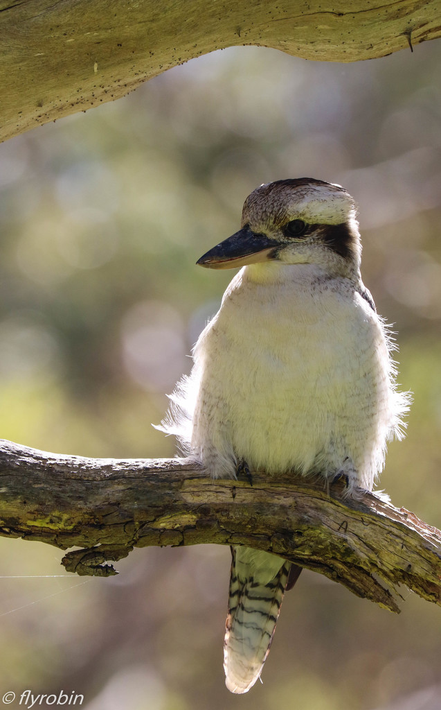 Young kookaburra by flyrobin