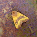 Autumn moths 8 Centre barred Sallow by steveandkerry