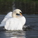 Swan by philhendry