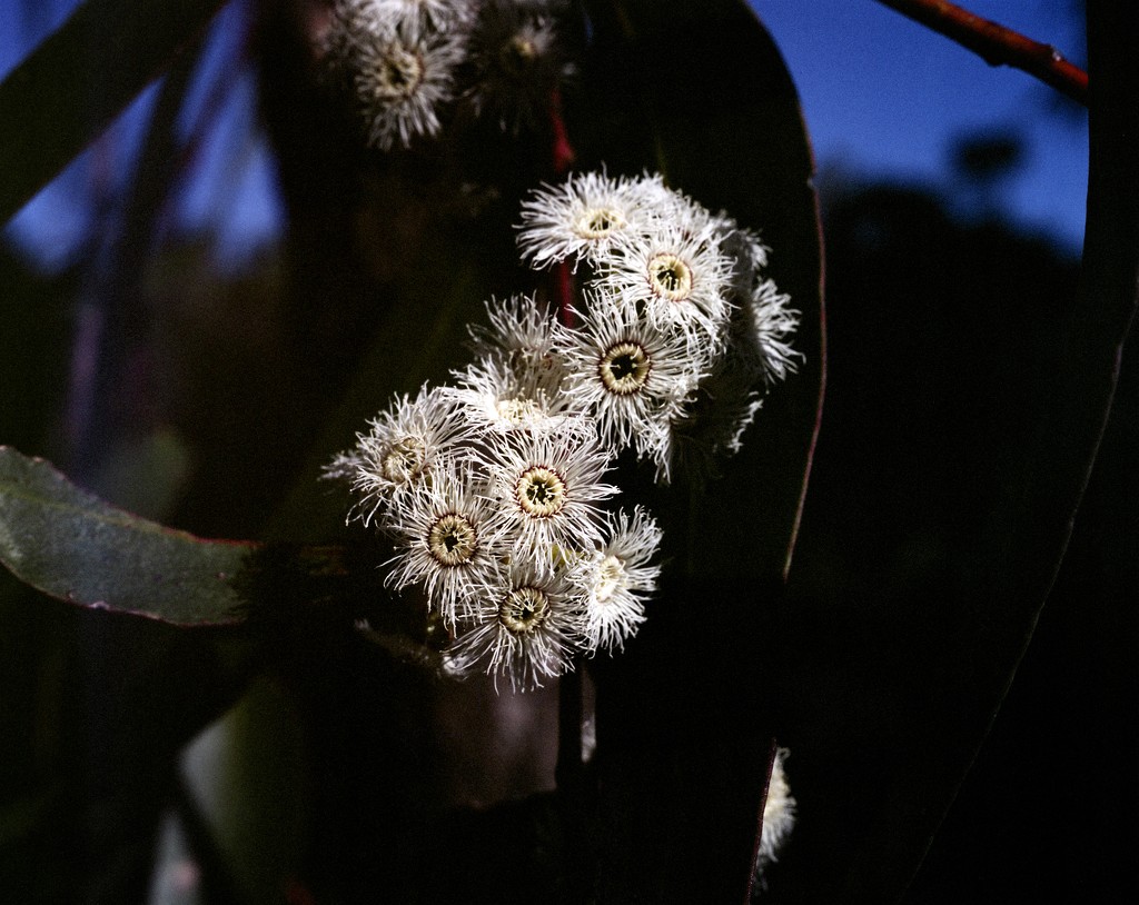 Flowering gum  by peterdegraaff
