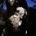 Flowering gum  by peterdegraaff