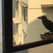 A Raven at my window by veengupta