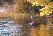 19th Oct 2016 - Great Blue Heron