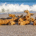 Sea sponge by danette
